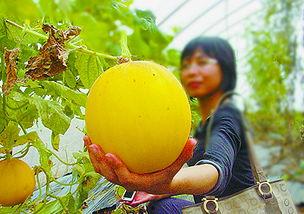 上热门摘瓜的乐趣在哪看,体验网络潮流的魅力所在