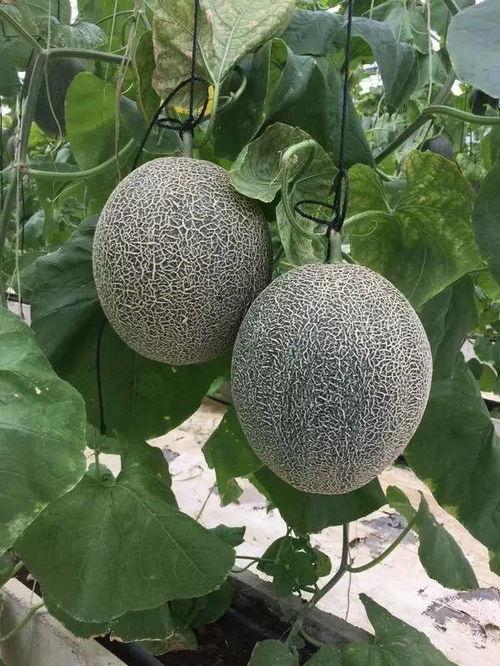 上热门摘瓜的乐趣在哪看,体验网络潮流的魅力所在