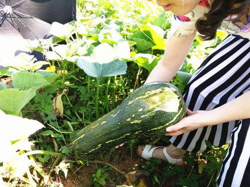 上热门摘瓜的乐趣在哪看,体验网络潮流的魅力所在