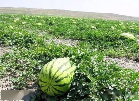 宁夏石头缝瓜今日行情,丰收喜人，价格稳中有升