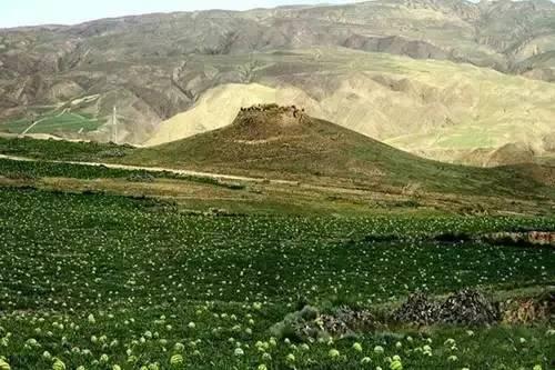 宁夏石头缝瓜今日行情,丰收喜人，价格稳中有升