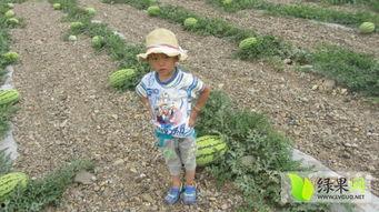 宁夏石头缝瓜今日行情,丰收喜人，价格稳中有升
