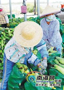 瓜菜今日价格表,今日市场行情一览