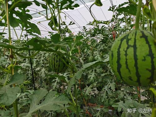 今日海阳小吊瓜价格,价格行情一览