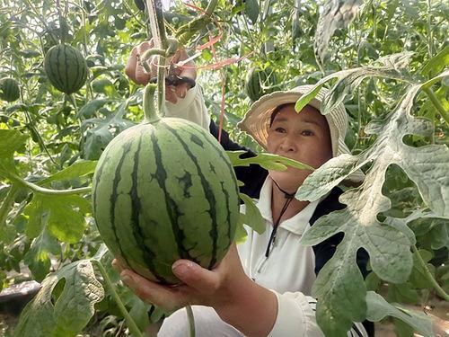 今日海阳小吊瓜价格,价格行情一览