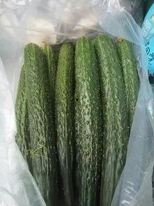 蔬菜蒲瓜今日行情走势,今日蔬菜市场走势解析