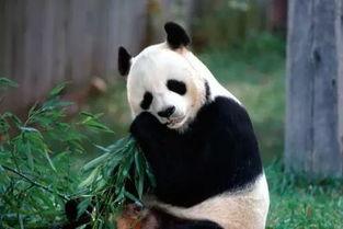 谭竹熊猫吃瓜网黑料,真相与争议并存