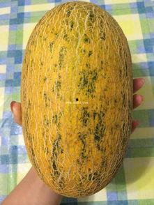 大黑吃哈密瓜,一场甜蜜的美食冒险