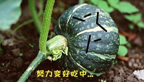 吃瓜南瓜被爆料是真的吗