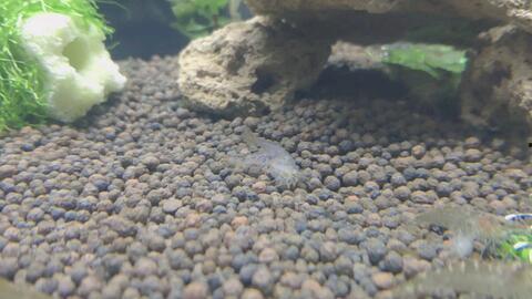 黑壳虾吃瓜虫么,揭秘它们对瓜虫的捕食行为