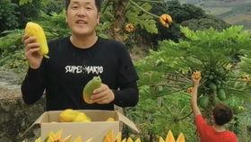 瓜的籽犯黑可以吃吗,揭秘可食用黑籽的秘密