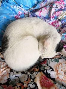 老猫明星网红视频,揭秘明星网红背后的生活点滴