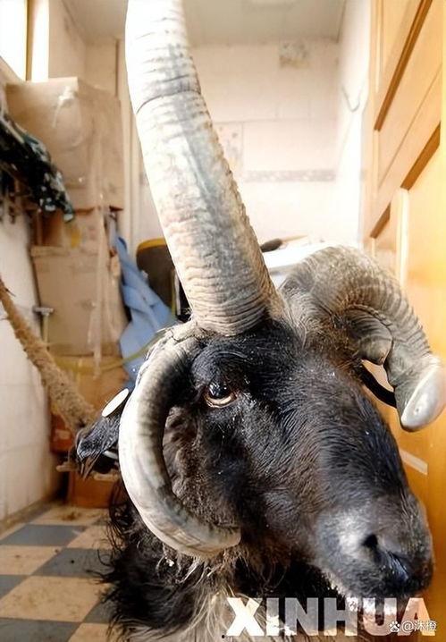 三只羊吃瓜爆料直播,揭秘娱乐圈幕后故事