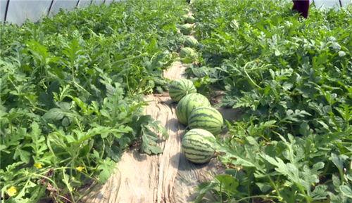 洛阳吃瓜网最新事件爆料,惊曝某明星洛阳行惊人内幕！