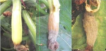 黑葫芦瓜怎么吃,探索美味与营养的完美结合